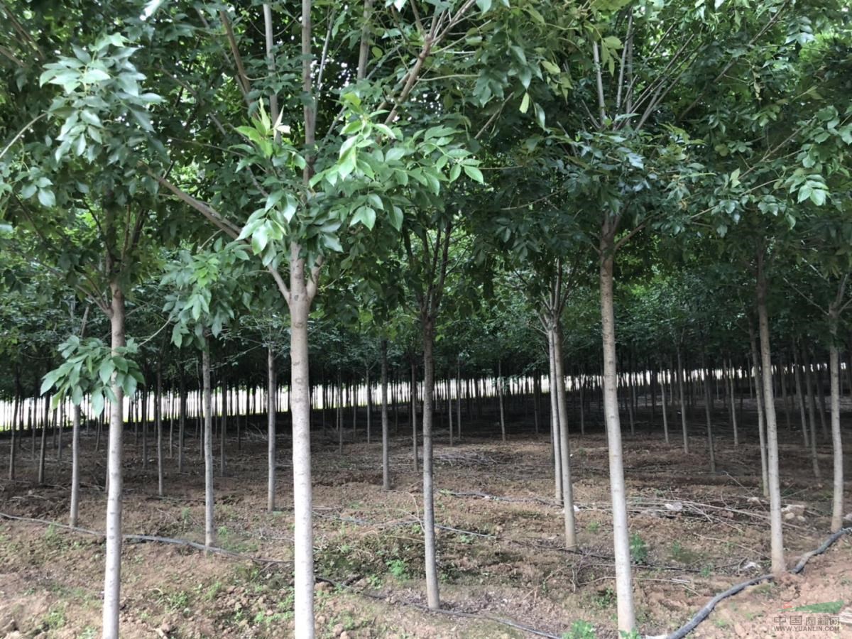 西安大量供应胸径8至10公分白蜡树