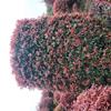 造型红叶石楠，红叶石楠主景树，四川红叶石楠，泸州红叶石楠