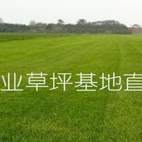 内蒙古草坪 呼和浩特草坪 包头草坪 鄂尔多斯草坪 乌兰察布草