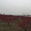 冠幅1.5-2米，地径6-7公分日本红枫