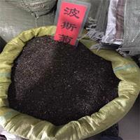 今年新採 波斯菊种子 发芽率85%