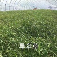 萧山大小规格旱伞草基地