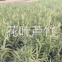 浙江花叶芦竹介绍/特征/用途