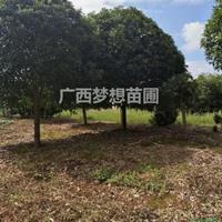 广西桂花价格240元/株