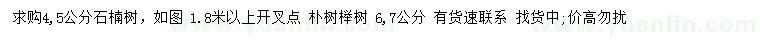 求购石楠、朴树、榉树