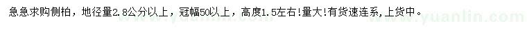 求购地径2.8公分以上侧柏