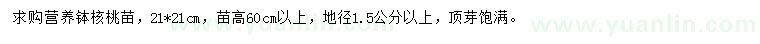 求购高60公分以上核桃苗