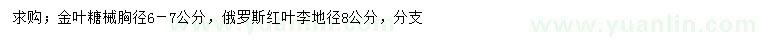 求购胸径6-7公分金叶糖槭、地径8公分俄罗斯红叶李