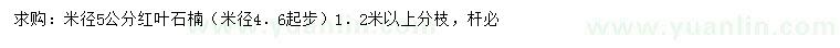 求购米径5公分红叶石楠