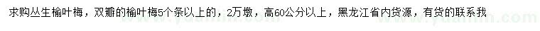 求购高60公分以上丛生榆叶梅、双瓣榆叶梅