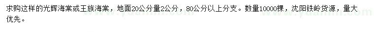 求购20公分量2公分光辉海棠、王族海棠