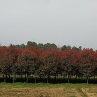 大小规格红叶石楠基地