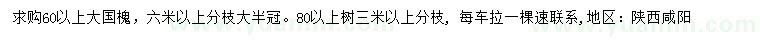 求购60公分以上大国槐