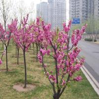 专业苗木基地4公分垂指碧桃货源充足 碧桃树花色*