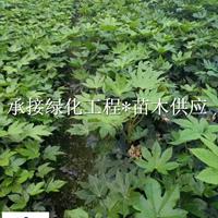 成都苗圃销售 工程苗红叶石楠