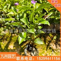 福建茉莉双色花盆栽 漳州茉莉双色盆栽价格便宜 双色茉莉盆景价