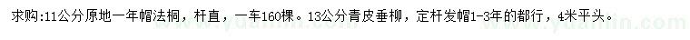 求购11公分法桐、13公分青皮垂柳