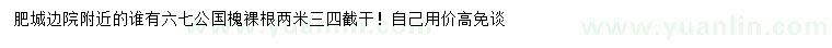 求购6、7公分国槐