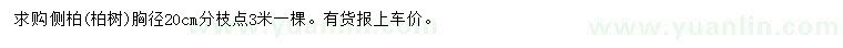 求购胸径20公分侧柏、柏树