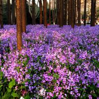 二月兰种子蓝色花海、草花耐瘠薄花卉种子一年生二年生草本种子