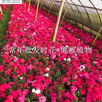 杜鹃花开 成都  花坛花境 色块花卉 开花时间长 色艳