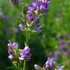 紫花苜蓿、花卉品种、湖南张家界  冷季型草坪  