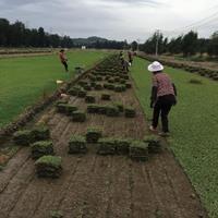 大量精品草皮供应