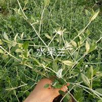 江苏常州供应大量水果兰量大价优