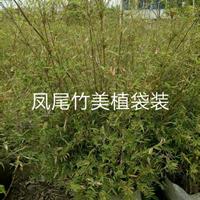 江苏供应凤尾竹美植袋装