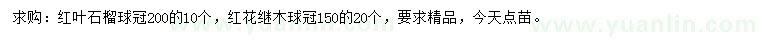 求购冠幅200公分红叶石榴球、冠幅150公分红花继木球