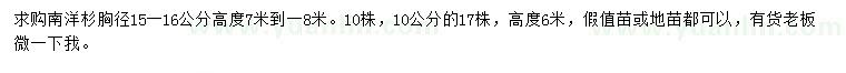 求购胸径10、15-16公分南洋杉