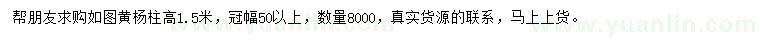 求购冠幅50公分以上黄杨柱