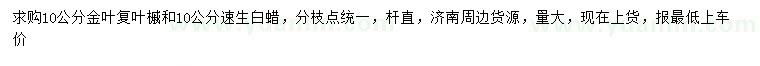 求购10公分金叶复叶槭、速生白蜡