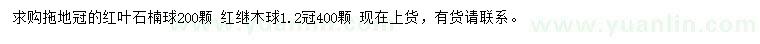 求购红叶石楠球、冠幅1.2米红继木球