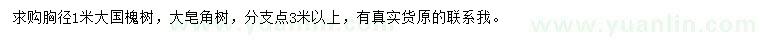 求购胸径1米国槐树、皂角树