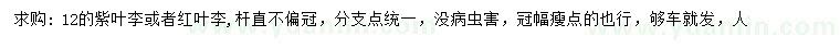 求购12公分紫叶李、红叶李