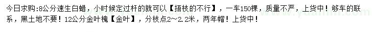 求购8公分速生白蜡、12公分金叶槐