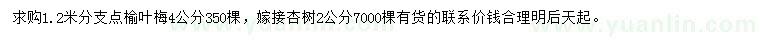 求购4公分榆叶梅、2公分杏树