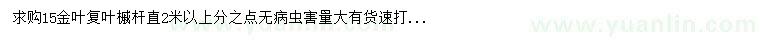 求购15公分金叶复叶槭