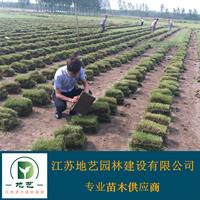 江苏草坪价格 江苏草皮价格 草坪基地 草皮基地