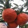 柑橘新品种媛红椪柑，一年生嫁接苗，象山基地直发