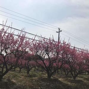 移植红梅骨里红