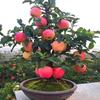 矮化盆栽苹果树红富士盆景