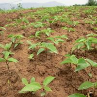 香樟芽苗、樟科、四季常绿树种、行道树绿化树种湖南地区