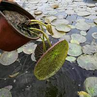 江苏常州供应大量王莲 量大价优