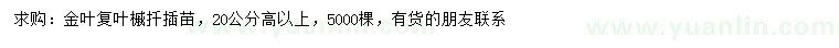 求购高20公分以上金叶复叶槭