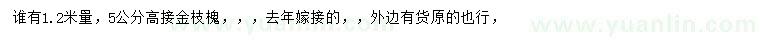 求购1.2米量5公分高接金枝槐