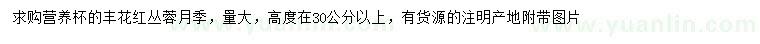 求购高30公分以上丰花红丛蓉月季