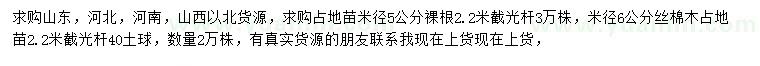 求购米径5公分占地苗、米径6公分丝棉木