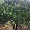 嫁接胡柚树3.5米-4米